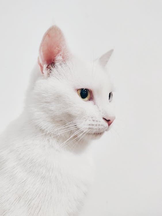 gato branco